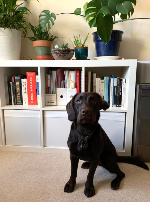 A brown dog sitting in front of a bookshelf